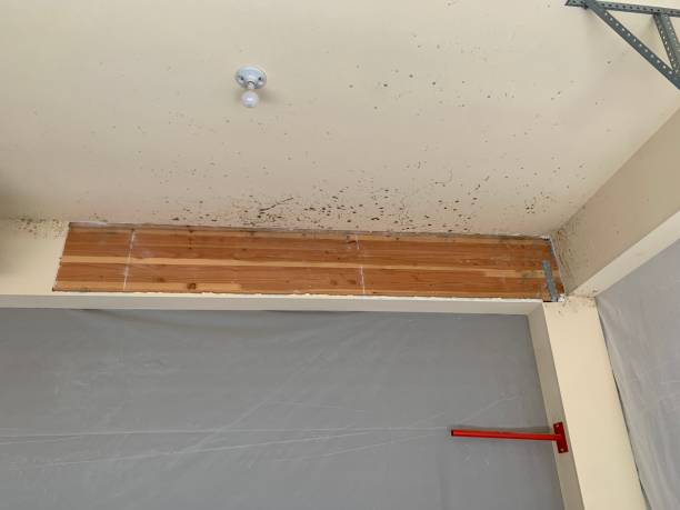Best Mold Removal for HVAC Installations  in Sunnyvale, TX